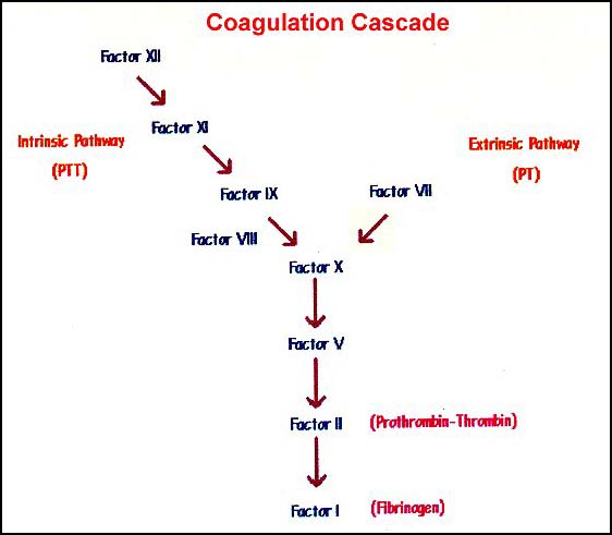  of the extrinsic arm of the coagulation cascade (see diagram 01).