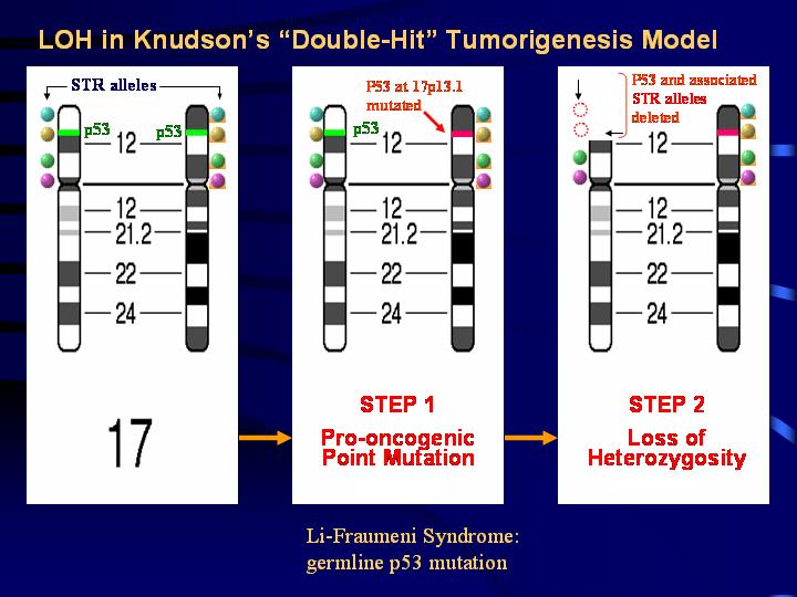 Knudson's Two-Hit Hypothesis and Loss of Heterozygosity